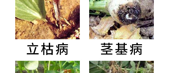 5g噁霉靈水分散粒劑-土紳-長雙農(nóng)藥