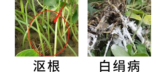 5g噁霉靈水分散粒劑-土紳-長雙農(nóng)藥