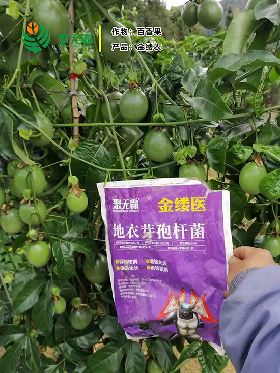 金缕d芽孢杆?聚无?.jpg