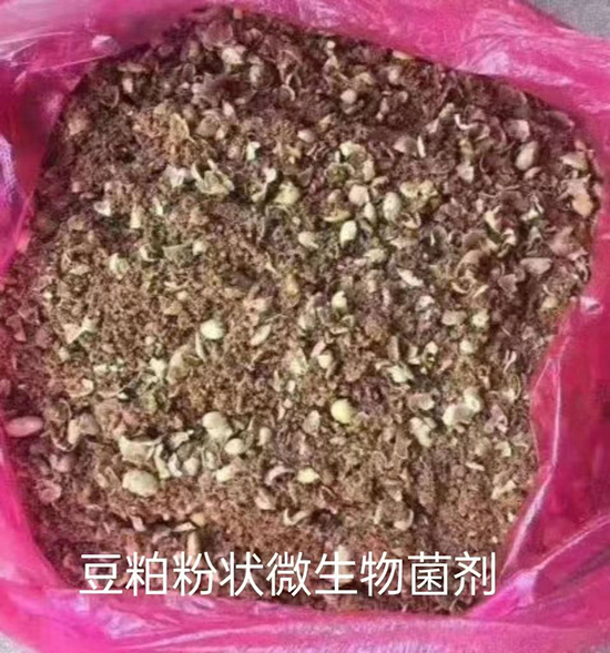 豆粕_状微生物菌.jpg