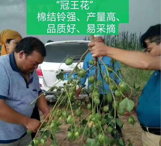 冠王花結鈴效果圖-利豐元