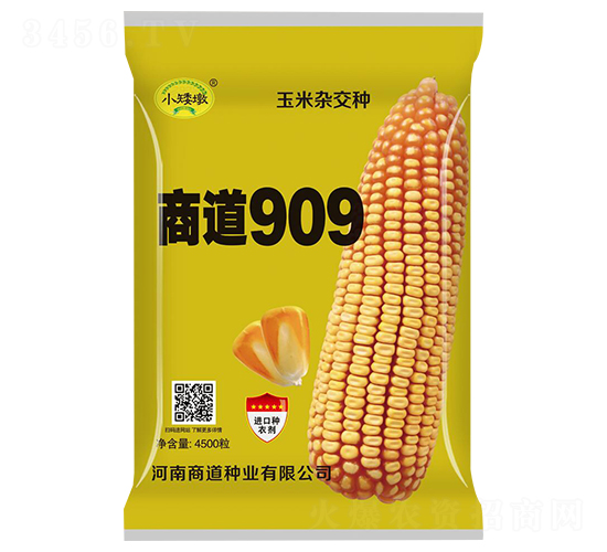 商道909玉米雜交種-小矮墩-商道種業(yè)