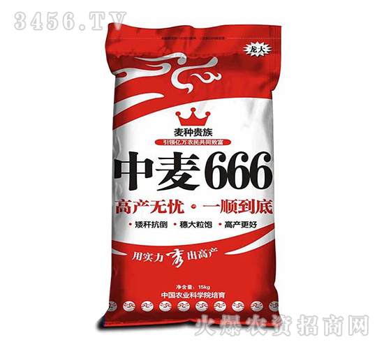 中麥666-小麥種子-龍大種業(yè)