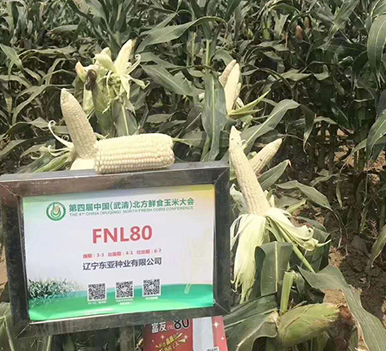 FNL80-׷N-|