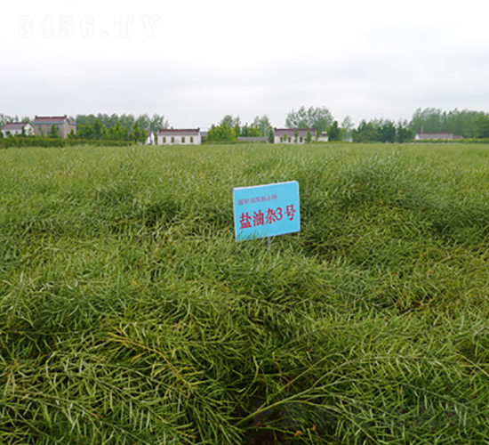 鹽油雜3號(hào)-油菜種子-中禾種業(yè)