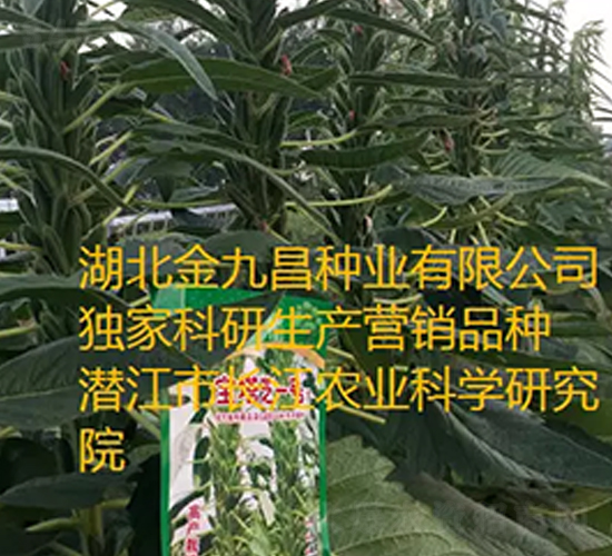 寶塔芝一號芝麻種子品種