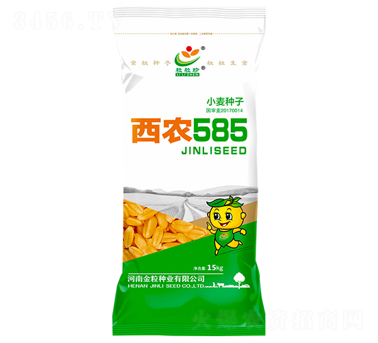 西農(nóng)585-小麥種子-金粒種業(yè)