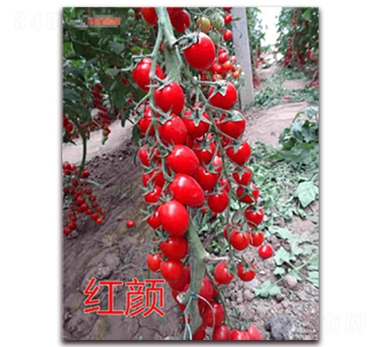 紅顏-櫻桃番茄種子-億諾農(nóng)業(yè)