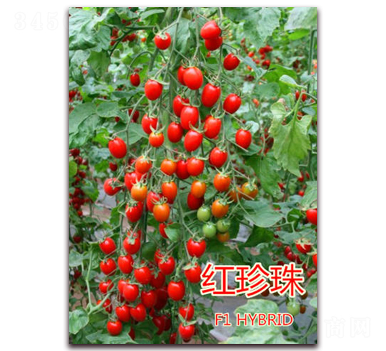 紅珍珠（大紅）-櫻桃番茄種子-億諾農(nóng)業(yè)