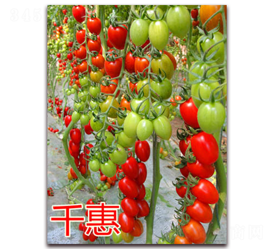 臺灣千惠（大紅）-櫻桃番茄種子-億諾農(nóng)業(yè)