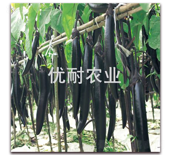 優(yōu)耐墨茄1013-茄子種子-優(yōu)耐農(nóng)業(yè)