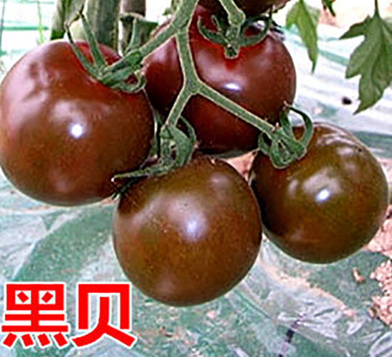 黑貝-櫻桃小西紅柿種子-萬(wàn)宇農(nóng)業(yè)