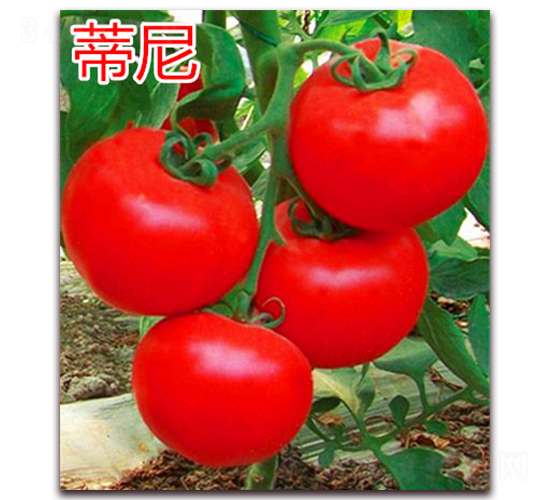 蒂尼-紅果番茄種子-萬(wàn)宇農(nóng)業(yè)