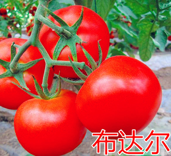 布達(dá)爾-紅果番茄種子-萬宇農(nóng)業(yè)