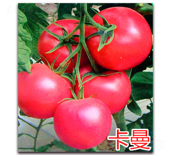 卡曼-粉果番茄種子-萬宇農(nóng)業(yè)