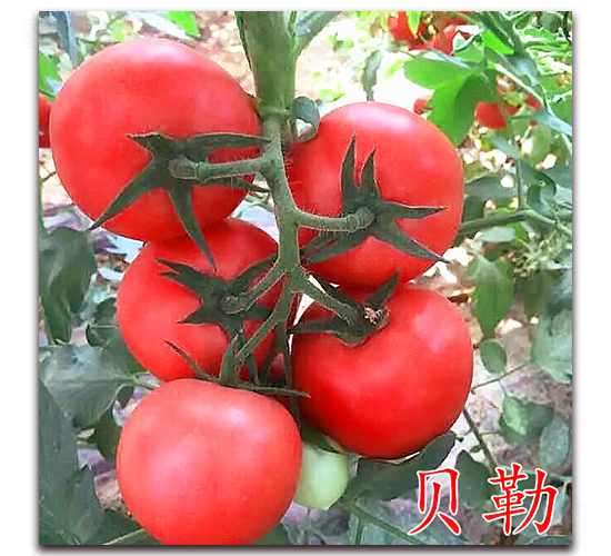 貝勒-粉果番茄種子-萬宇農(nóng)業(yè)