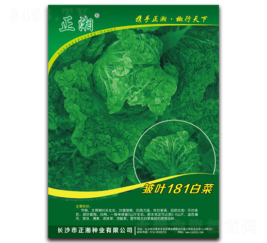 皺葉181白菜-白菜種子-正湘種業(yè)