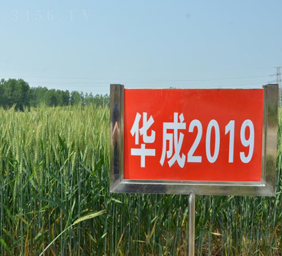 華成2019-小麥種子-華成