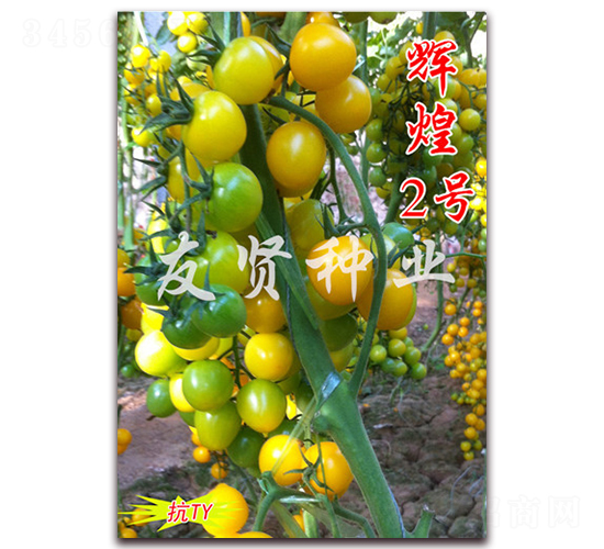 輝煌2號(hào)-抗TY病毒櫻桃小番茄種子-友賢種業(yè)