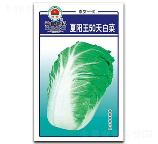 夏陽王50天-白菜種子-高科種業(yè)