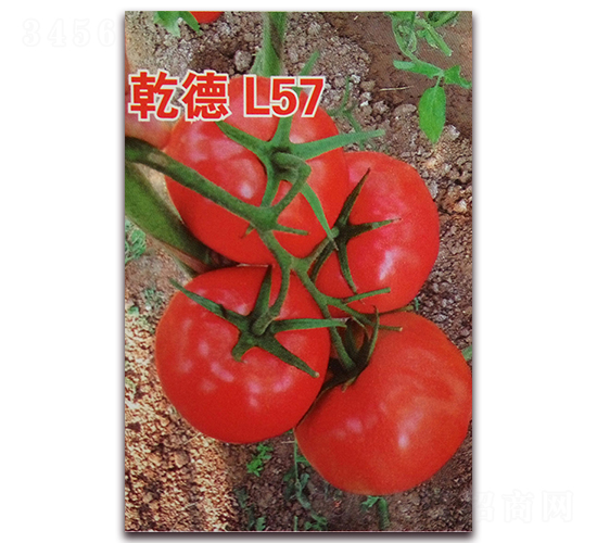 乾德L57-大紅番茄種子-乾德種業(yè)