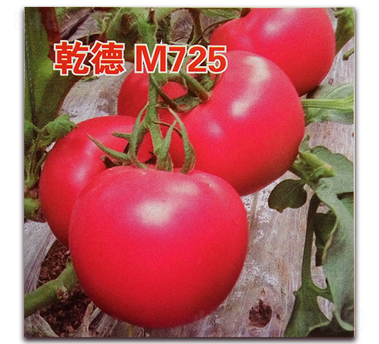 乾德M725-番茄種子-乾德種業(yè)