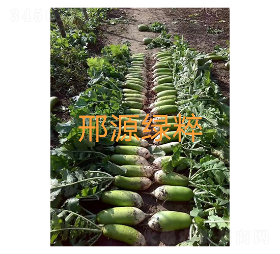 邢源綠粹-青蘿卜種子-邢源農(nóng)業(yè)