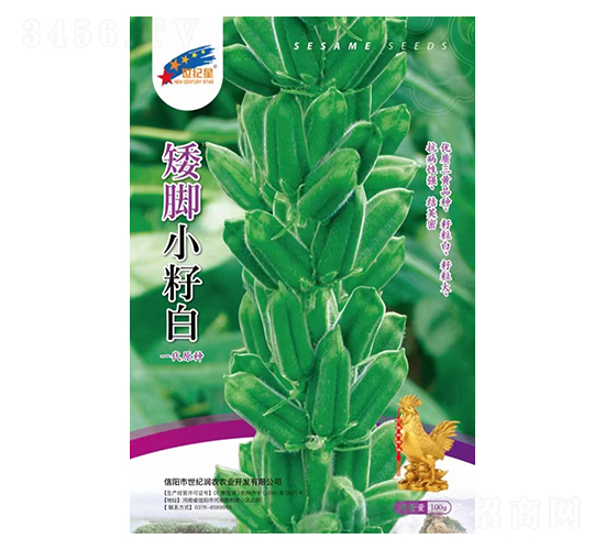 矮腳小籽白（一代原種）-芝麻種子-華一種業(yè)