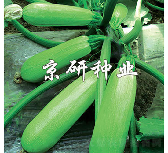 京葫8號(hào)-西葫蘆種子-京研種業(yè)