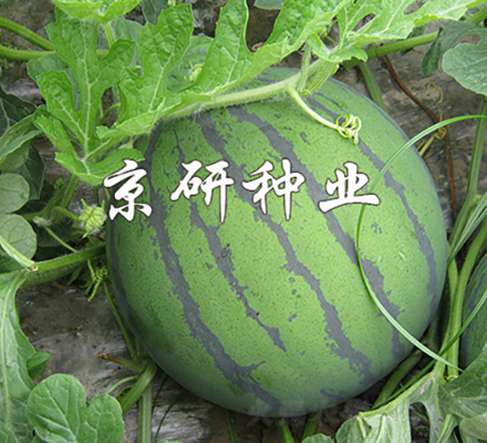 華欣2號-西瓜種子-京研種業(yè)