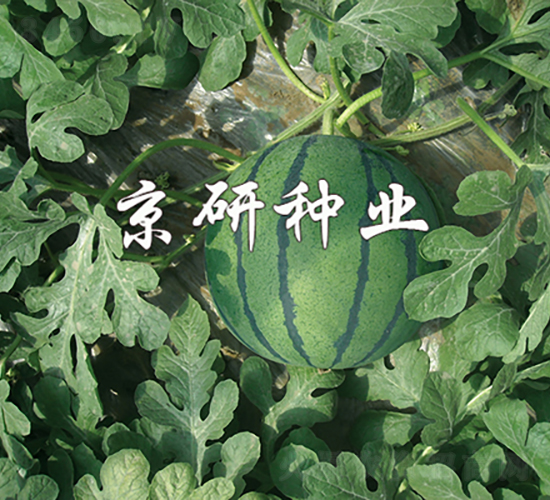 華欣-西瓜種子-京研種業(yè)