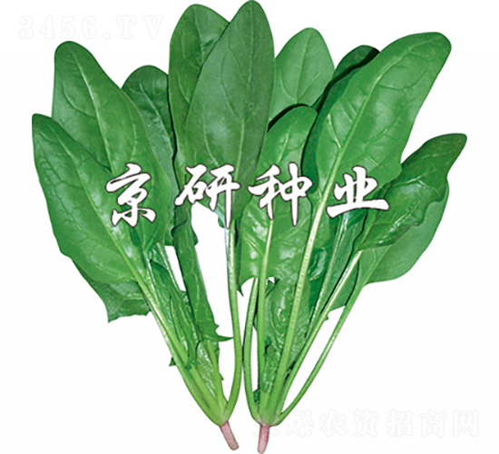 菠雜10號(hào)-菠菜種子-京研種業(yè)