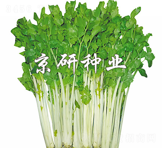 白桿1號(hào)-芹菜種子-京研種業(yè)