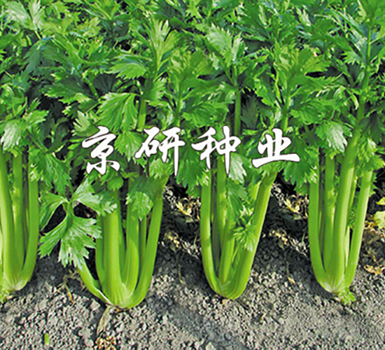 京芹1號-芹菜種子-京研種業(yè)