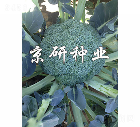 碧綠68-西蘭花種子-京研種業(yè)