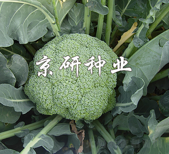 碧綠163-西蘭花種子-京研種業(yè)