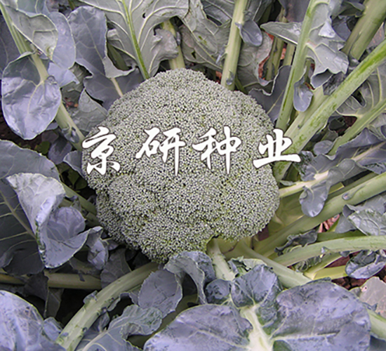 碧綠258-西蘭花種子-京研種業(yè)