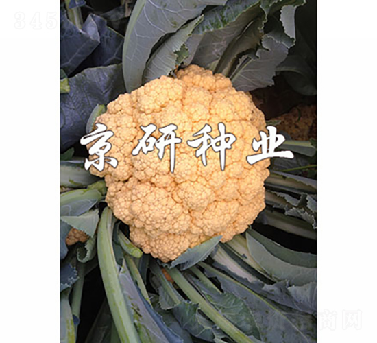 橙花1號-花椰菜種子-京研種業(yè)