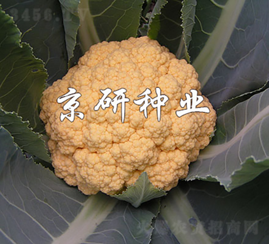 橙花2號(hào)-花椰菜種子-京研種業(yè)