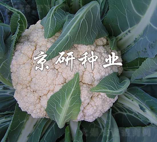 緊花1號(hào)-花椰菜種子-京研種業(yè)