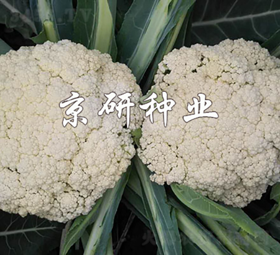 京松3號-花椰菜種子-京研種業(yè)