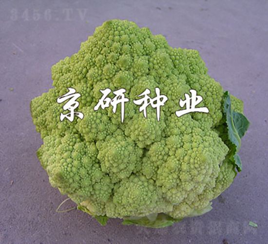 塔花1號(hào)-花椰菜種子-京研種業(yè)