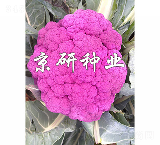 紫花1號(hào)-花椰菜種子-京研種業(yè)