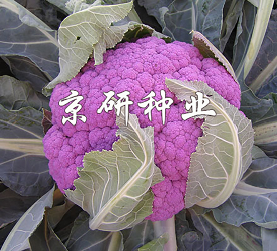 紫花2號-花椰菜種子-京研種業(yè)