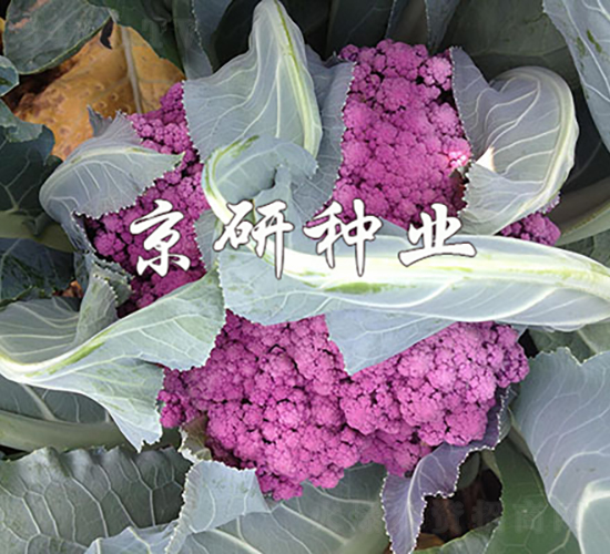 紫松1號-花椰菜種子-京研種業(yè)