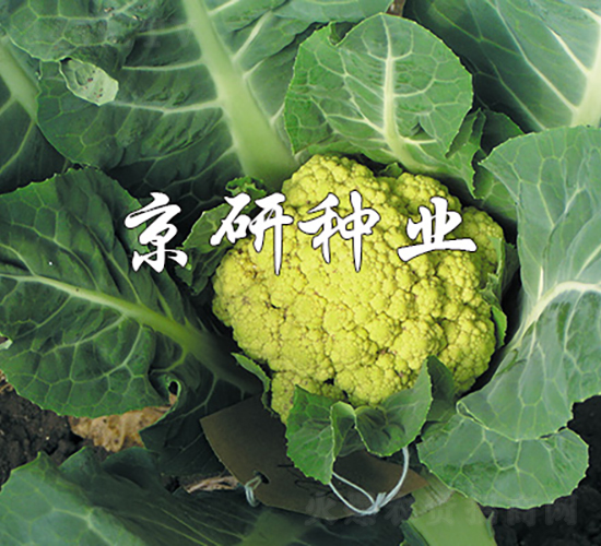 羅曼1號-花椰菜種子-京研種業(yè)