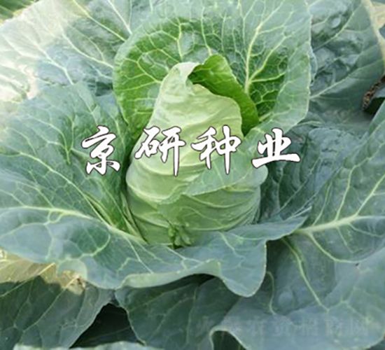 牛心3號(hào)-甘藍(lán)種子-京研種業(yè)