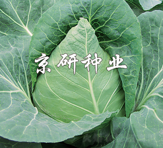 牛心1號(hào)-甘藍(lán)種子-京研種業(yè)