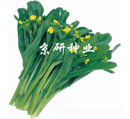 京翠1號(hào)-菜心種子-京研種業(yè)