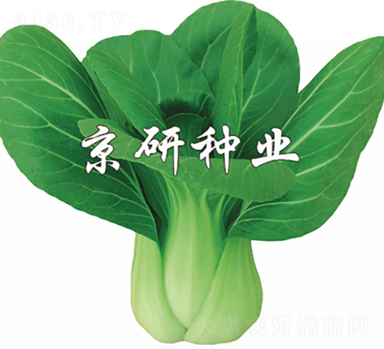 春油1號(hào)-油菜種子-京研種業(yè)